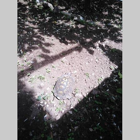 Appartamento Moneghetti Beausoleil Esterno foto